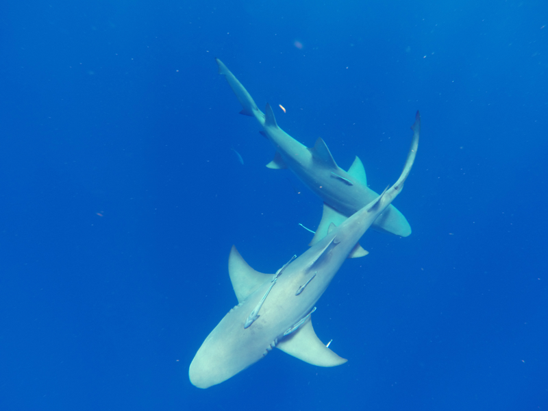Illustration for article titled Fun with Sharkies